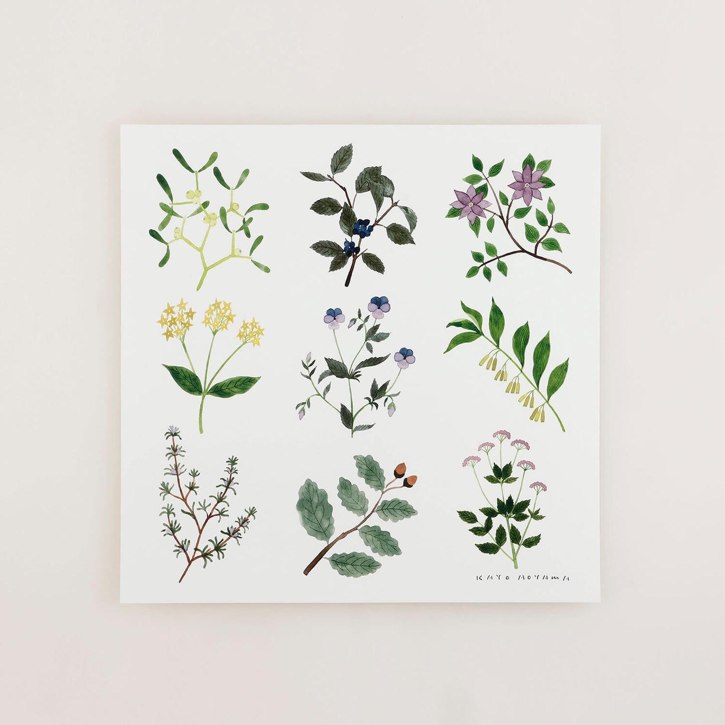 PLANTS(プランツ)