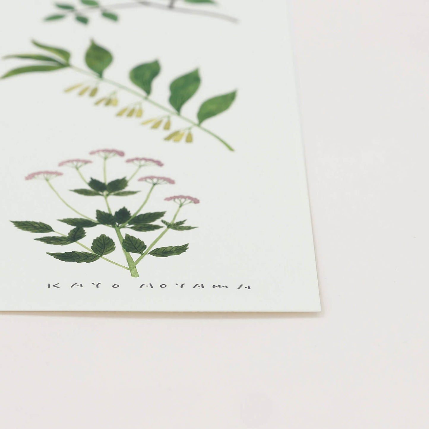 PLANTS(プランツ) フレームセット