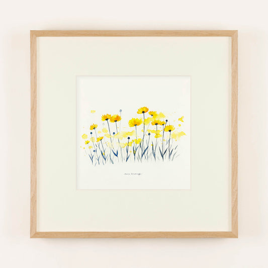 COREOPSIS (Coreopsis) yellow, Frame 50+, with matting for framing.