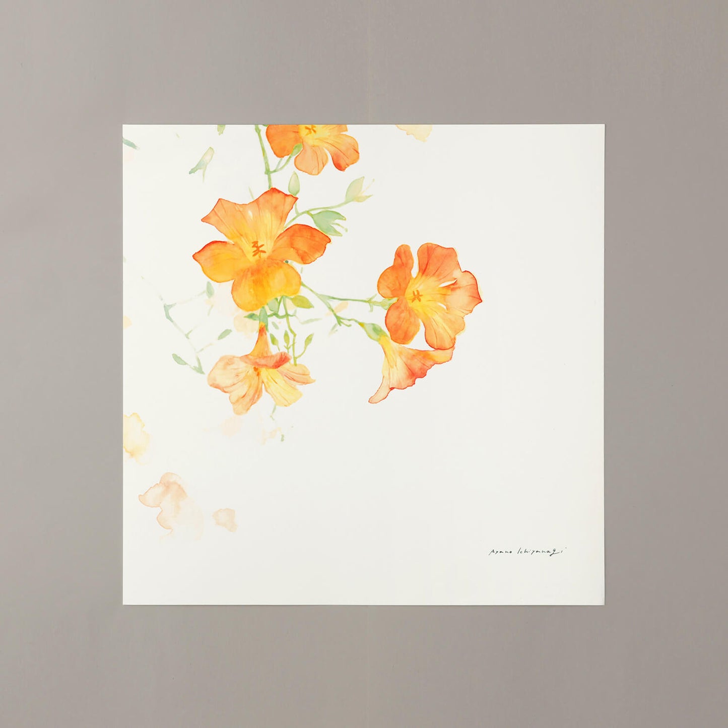 CAMPSIS(カンプシス)orange