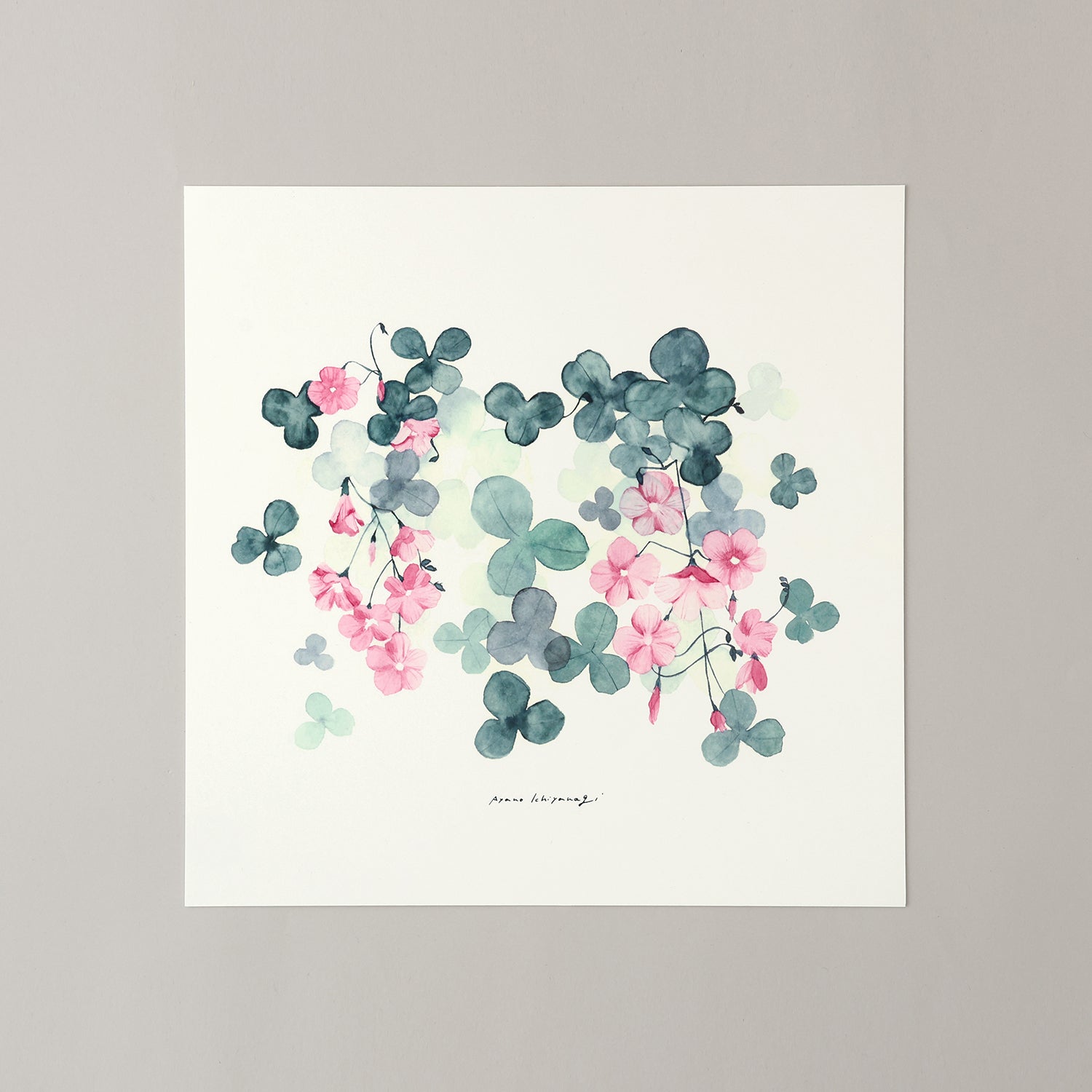 OXALIS(オキザリス)violet - a good view