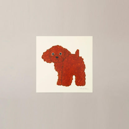 Toy Poodle, Ivory